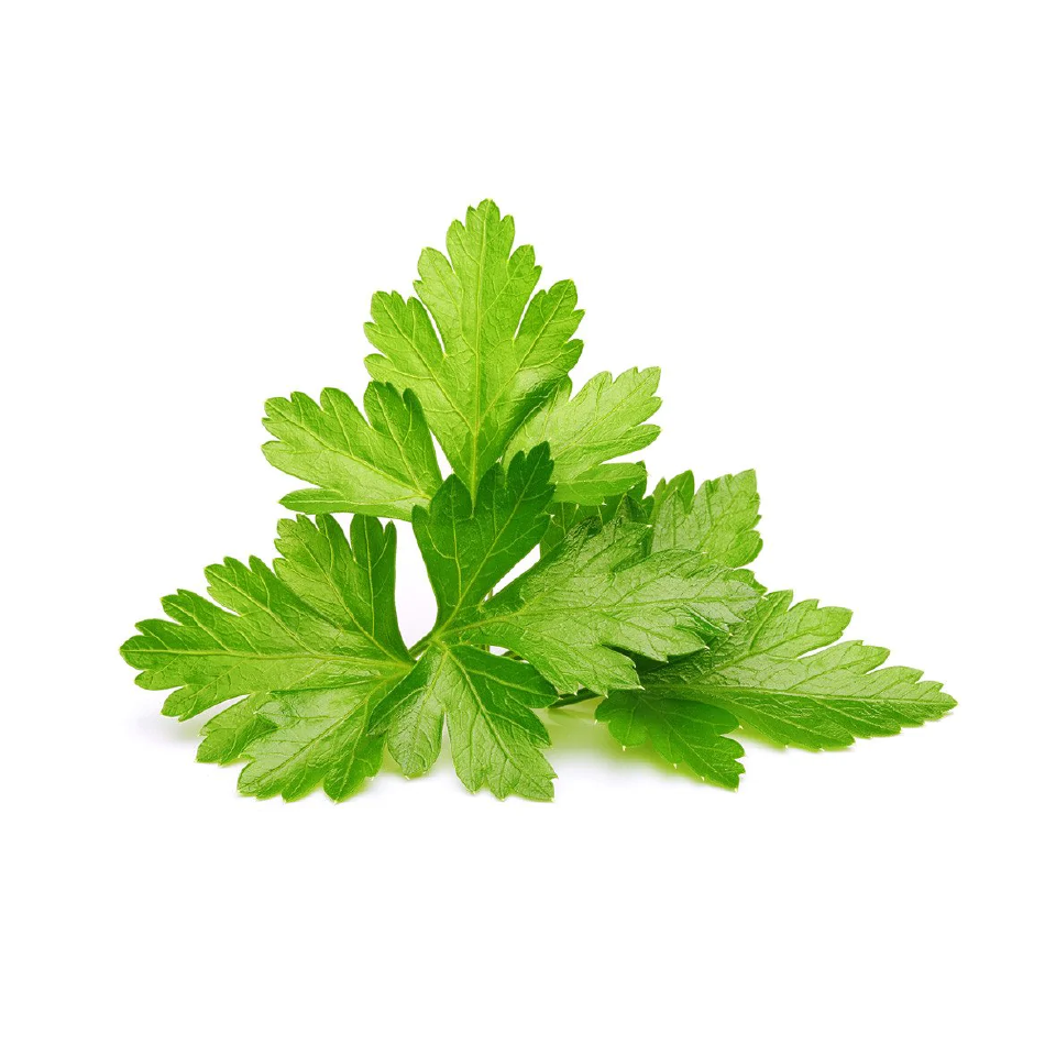 Cilantro