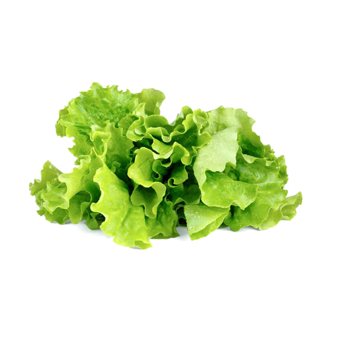 Green Lettuce