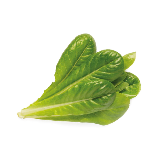 Romain Lettuce